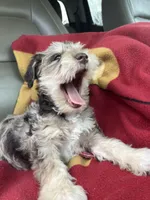 Hank.  , a male Miniature Schnauzer for sale in Mount Vernon, IL – Photo 1 of 8