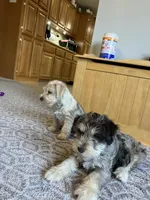 Hank.  , a male Miniature Schnauzer for sale in Mount Vernon, IL – Photo 6 of 8