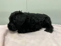 Gunner, a male Miniature Schnauzer for sale in Mount Vernon, IL – Photo 4 of 6