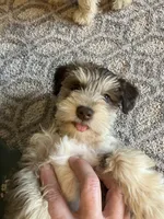 Hank.  , a male Miniature Schnauzer for sale in Mount Vernon, IL – Photo 3 of 8