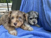 Red, a male Miniature Schnauzer for sale in Mount Vernon, IL – 4 of 4
