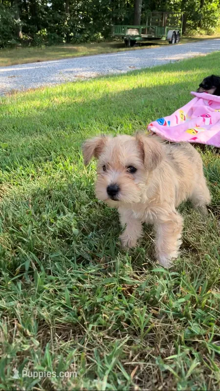 Zoey – Miniature Schnauzer puppy for sale in Mount Vernon, IL