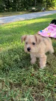 Zoey, a female Miniature Schnauzer for sale in Mount Vernon, IL – 1 of 9