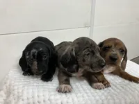 Franklin , a male Miniature Dachshund for sale in Mount Vernon, IL – 8 of 8