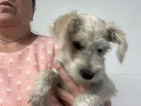 Sophie , a female Miniature Schnauzer for sale in Mount Vernon, IL – 2 of 5