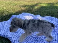 Jack , a female Miniature Schnauzer for sale in Mount Vernon, IL – 8 of 9