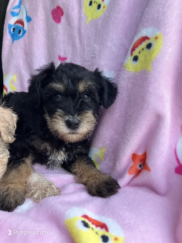Susie  – Miniature Schnauzer puppy for sale in Mount Vernon, IL