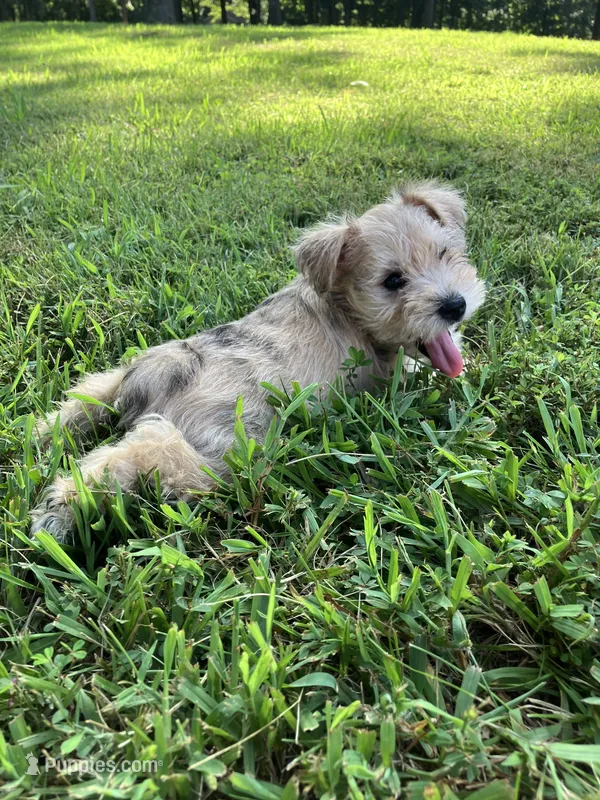 Zoey  – Miniature Schnauzer puppy for sale in Mount Vernon, IL