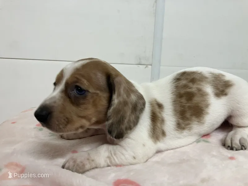 Zippy – Miniature Dachshund puppy for sale in Mount Vernon, IL