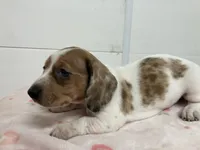 Zippy, a female Miniature Dachshund for sale in Mount Vernon, IL – 1 of 10