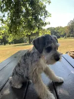Jack, a female Miniature Schnauzer for sale in Mount Vernon, IL – 2 of 10