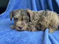 Red, a male Miniature Schnauzer for sale in Mount Vernon, IL – 2 of 4