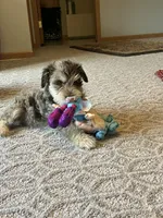 Hank , a male Miniature Schnauzer for sale in Mount Vernon, IL – Photo 4 of 4