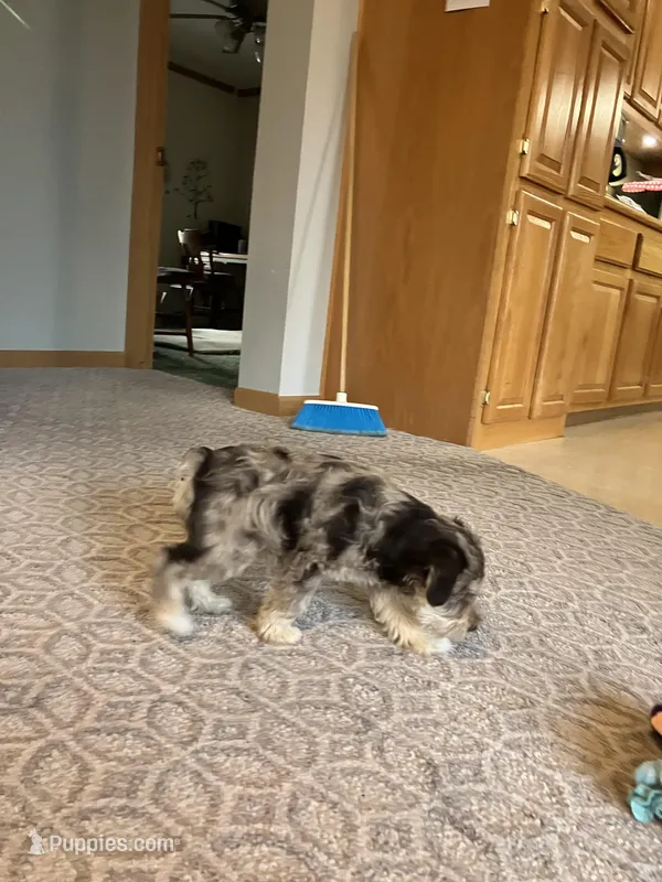 Hank , a male Miniature Schnauzer for sale in Mount Vernon, IL – Photo 1 of 4