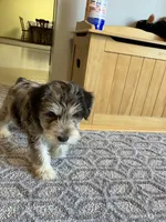 Hank , a male Miniature Schnauzer for sale in Mount Vernon, IL – Photo 2 of 4