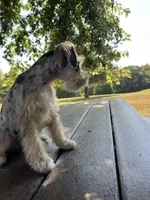 Jack, a female Miniature Schnauzer for sale in Mount Vernon, IL – 5 of 10