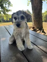 Jack, a female Miniature Schnauzer for sale in Mount Vernon, IL – 9 of 10