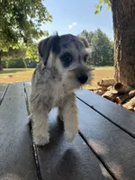 Jack, a female Miniature Schnauzer for sale in Mount Vernon, IL – 8 of 10