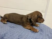 Franklin , a male Miniature Dachshund for sale in Mount Vernon, IL – 6 of 8