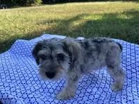 Jack , a female Miniature Schnauzer for sale in Mount Vernon, IL – 4 of 9