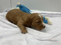 Red, a male Miniature Dachshund for sale in Mount Vernon, IL – Photo 4 of 6