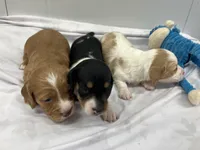 Red, a male Miniature Dachshund for sale in Mount Vernon, IL – Photo 2 of 6