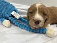 Red, a male Miniature Dachshund for sale in Mount Vernon, IL – Photo 6 of 6