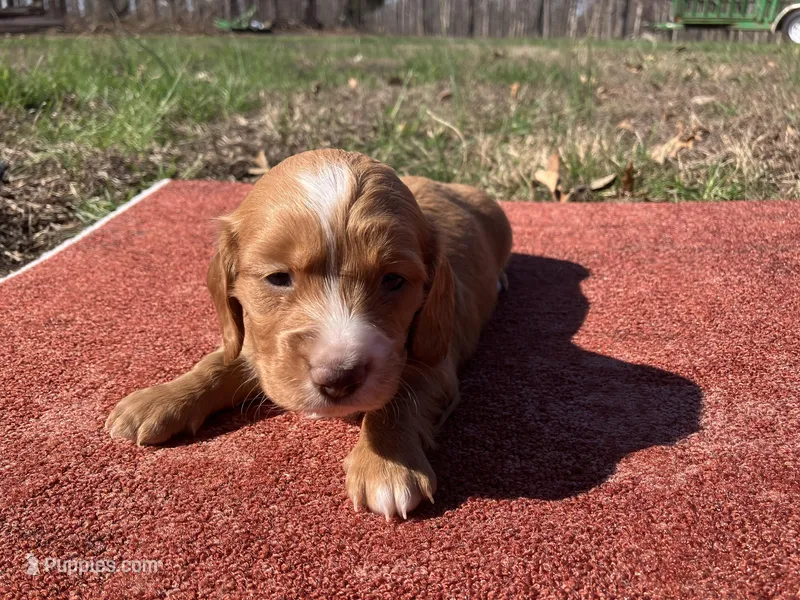 Red – Miniature Dachshund puppy for sale in Mount Vernon, IL