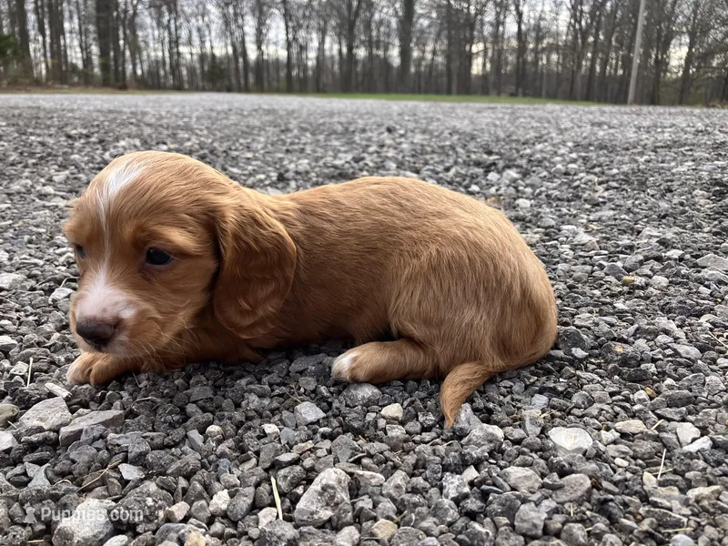 Red – Miniature Dachshund puppy for sale in Mount Vernon, IL