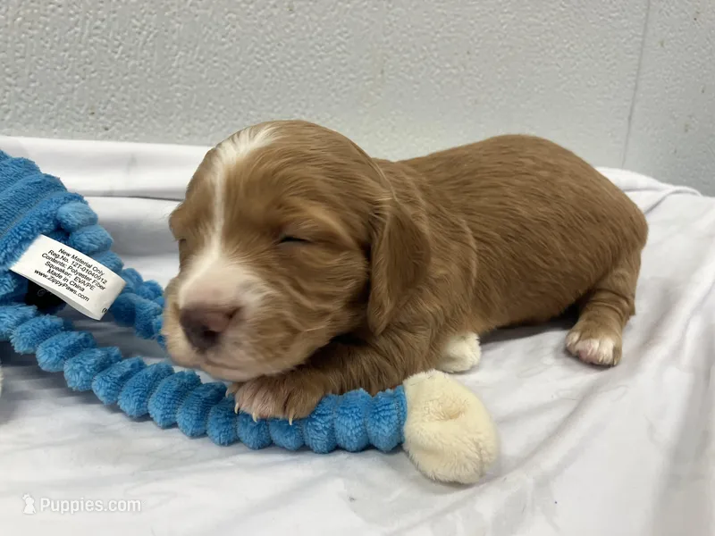 Red – Miniature Dachshund puppy for sale in Mount Vernon, IL
