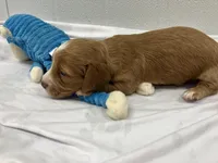 Red, a male Miniature Dachshund for sale in Mount Vernon, IL – Photo 3 of 6