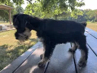 Susie, a female Miniature Schnauzer for sale in Mount Vernon, IL – 5 of 10