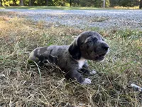 Ralph , a male Miniature Dachshund for sale in Mount Vernon, IL – 5 of 9