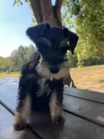 Susie, a female Miniature Schnauzer for sale in Mount Vernon, IL – 4 of 10