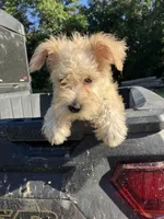 Zoey, a female Miniature Schnauzer for sale in Mount Vernon, IL – 5 of 10