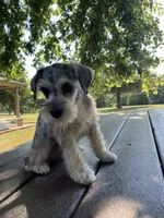 Jack, a female Miniature Schnauzer for sale in Mount Vernon, IL – 6 of 10