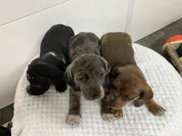 Franklin , a male Miniature Dachshund for sale in Mount Vernon, IL – 5 of 8