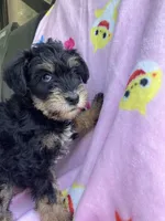 Susie , a female Miniature Schnauzer for sale in Mount Vernon, IL – 3 of 4