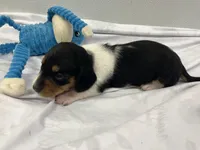 Rex, a male Miniature Dachshund for sale in Mount Vernon, IL – Photo 1 of 7