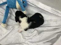 Rex, a male Miniature Dachshund for sale in Mount Vernon, IL – Photo 6 of 7