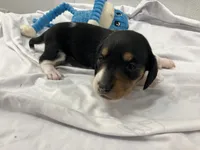 Rex, a male Miniature Dachshund for sale in Mount Vernon, IL – Photo 7 of 7