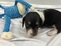 Rex, a male Miniature Dachshund for sale in Mount Vernon, IL – Photo 4 of 7