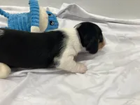 Rex, a male Miniature Dachshund for sale in Mount Vernon, IL – Photo 2 of 7