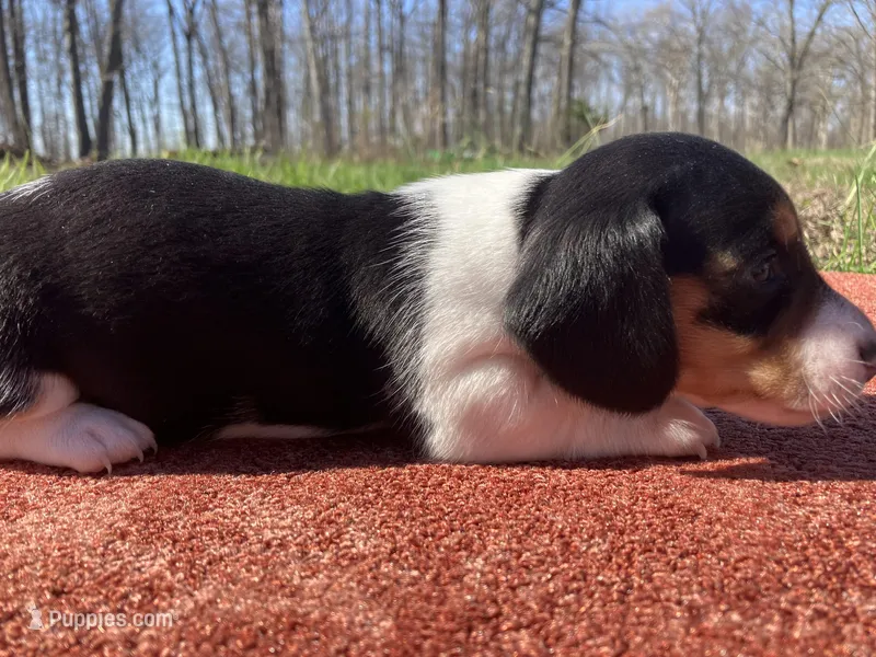 Rex – Miniature Dachshund puppy for sale in Mount Vernon, IL