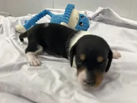 Rex, a male Miniature Dachshund for sale in Mount Vernon, IL – Photo 3 of 7