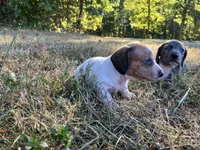 Zippy, a female Miniature Dachshund for sale in Mount Vernon, IL – 9 of 10