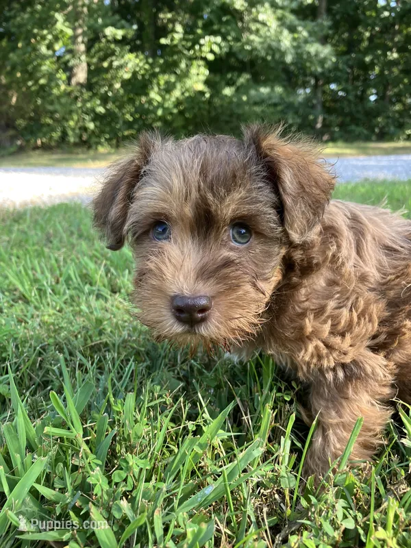 Red – Miniature Schnauzer puppy for sale in Mount Vernon, IL