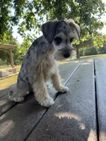 Jack, a female Miniature Schnauzer for sale in Mount Vernon, IL – 4 of 10