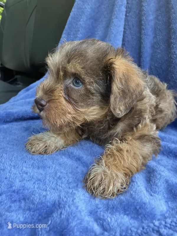 Red – Miniature Schnauzer puppy for sale in Mount Vernon, IL