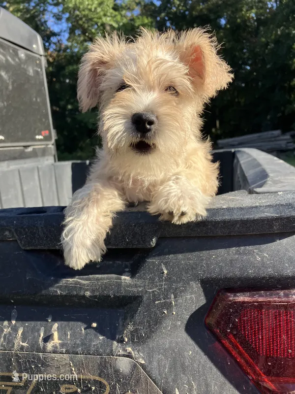 Zoey – Miniature Schnauzer puppy for sale in Mount Vernon, IL